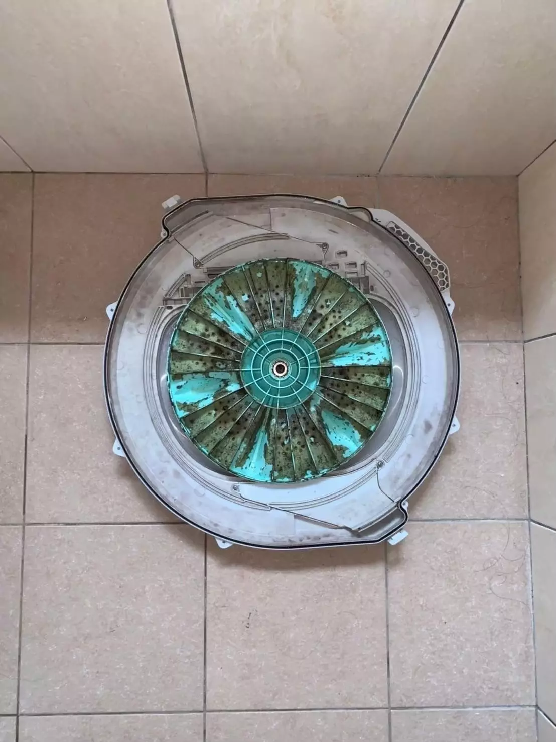 要找到一家專業又可靠的洗衣機清洗服務並不容易。洗洋洋以專業技術、透明收費和3大保證，讓每一台洗衣機都能徹底清潔、去除異味，恢復潔淨如新。不論是滾筒洗衣機還是直立式，清洗後都能安心使用，讓家人生活更健康、衣物洗得更乾淨。